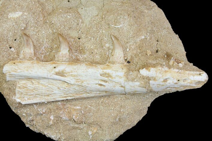 Fossil Mosasaur (Halisaurus) Jaw Section - Morocco #114581